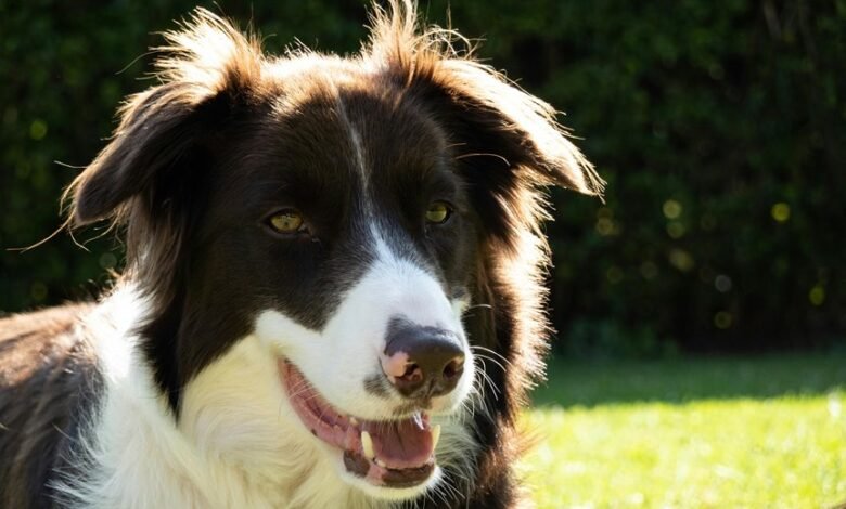 executive business intelligence overview